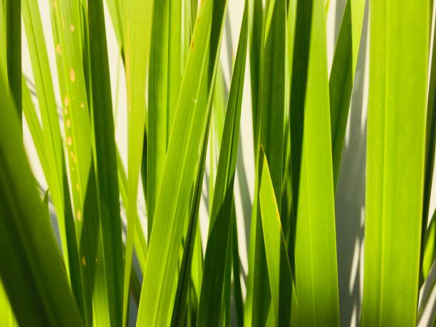 istock Green leaves in the pot 1195201831