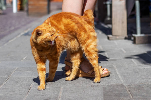 istock Red street cat. 1195202963