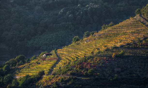 istock Late autumn light on vineyards 1195203064