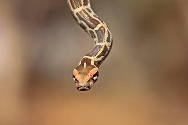 Indian Rock Python Indian rock python captured while coming down from tree after it finishes basking in sunlight snake hood stock pictures, royalty-free photos & images