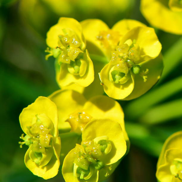 istock the cypress spurge 1195203315