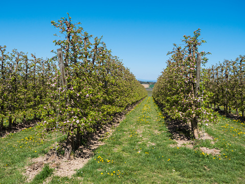 Apple Plantation in full Bloom
