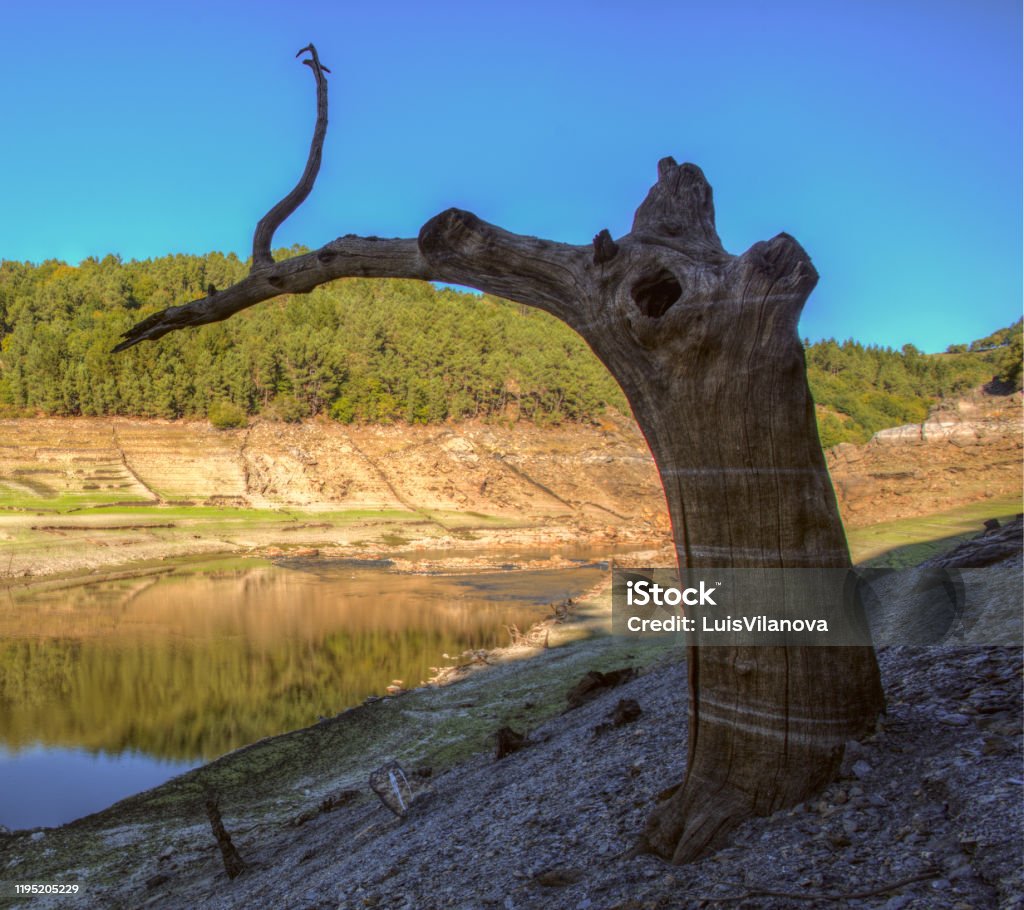 El Ã¡rbol pÃ¡jaro The pã¡jaro tree, on the banks of the± river in Portomarãn Camino De Santiago Stock Photo