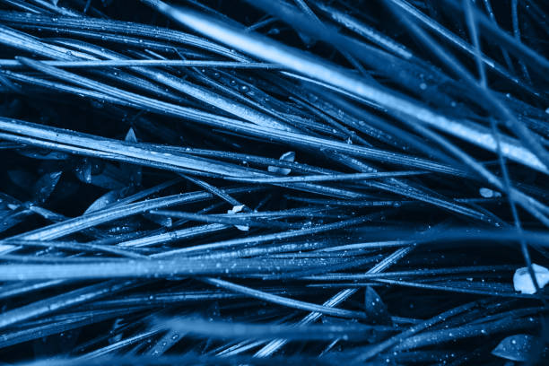 istock Bright blue leaves top view minimalistic background 1195205559