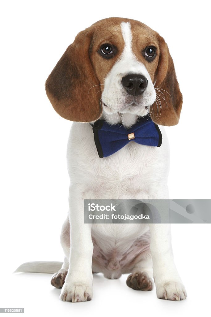 Charming Beagle puppy with a bow  Animal Stock Photo