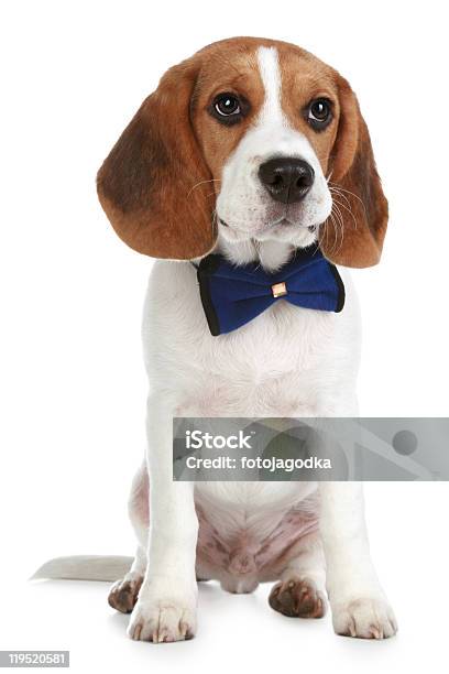 Charming Beagle Puppy With A Bow Stock Photo - Download Image Now - Animal, Beagle, Color Image
