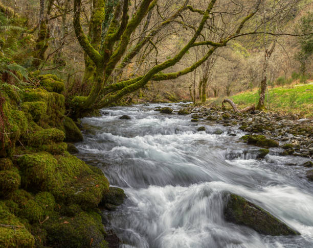 istock Old oak trees covered with moss streches over the current of a river 1195206388