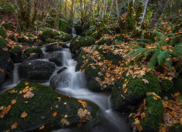 A stream jumps between moss covered stones stock photo