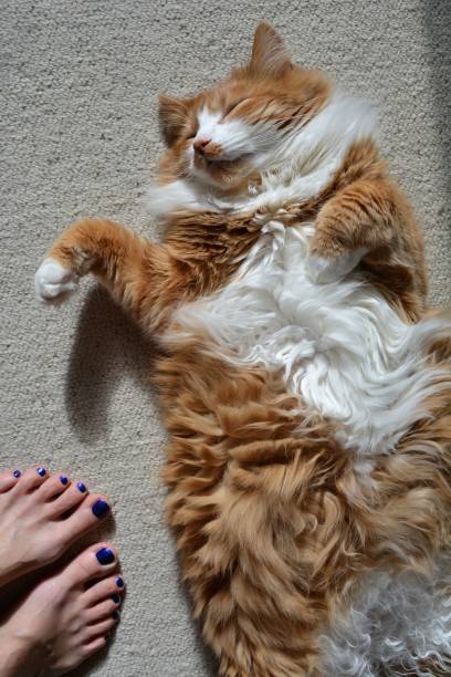 istock Red cat sleeping home and female legs barefoot 1195206437