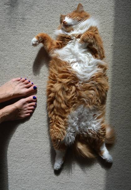 istock Red cat sleeping home and female legs barefoot top view 1195206659