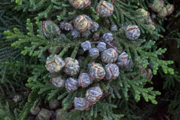 istock The young cones on the pine branches 1195206693