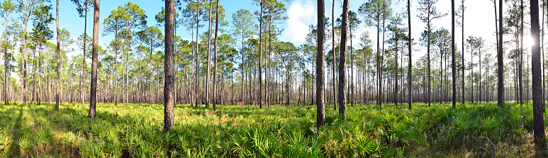 Panorama of pine flatwoods with tall pine trees and saw palmetto understory. The light shifts from having the plants backlit on the right of the frame to them being front lighted on the left side. The horizon dips slightly near the center of the frame, where the ground is slightly lower, allowing for a cypress dome and swamp to develop. Photo taken at Goethe state forest in central Florida. Nikon D7000 with Nikon 28-80mm zoom lens
