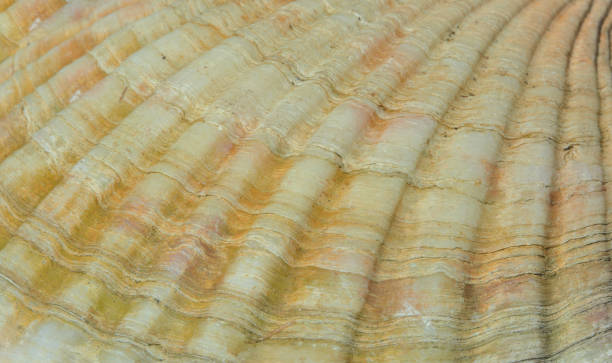 istock Surface of shell of scallop 3 1195209416
