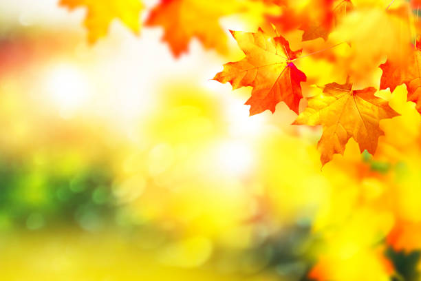 istock Bright colorful autumn leaves 1195211804