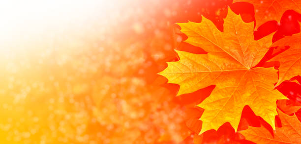 istock Bright colorful autumn leaves 1195211817