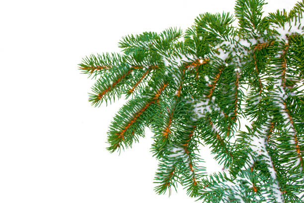 istock The branches of the snow covered tree 1195211946