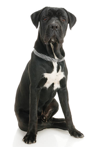 cane corso - 6206 stock-fotos und bilder