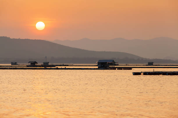 A tranquil houseboat community on a lake at sunset, farmers feeding freshwater fish in fish farming cage, rural scene in west Thailand.