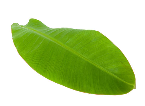 istock Fresh Tropical Banana Leaf Isolated on White 1195213332