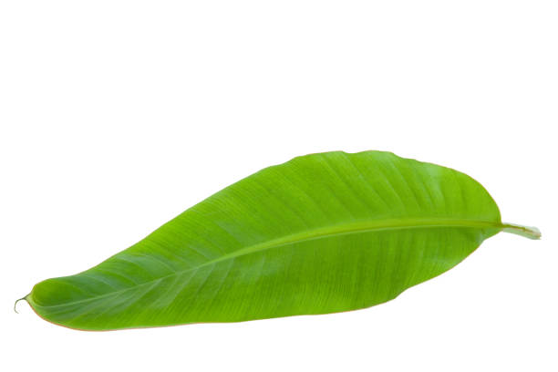 istock Fresh Green Banana Leaf Isolated with Clipping Path 1195213379