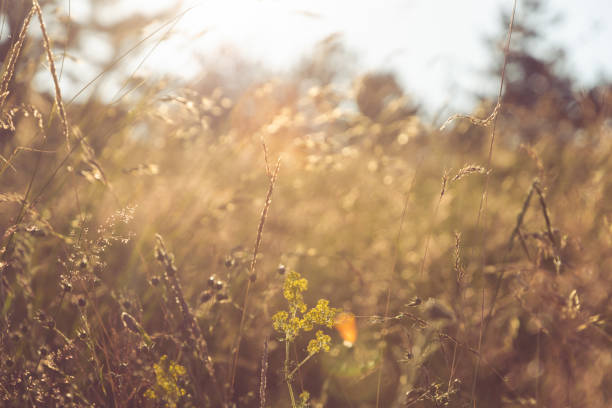 istock Macro of meadow grass in sunset 1195213505