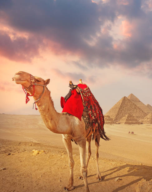 istock Camel and the pyramids in Giza 1195213926