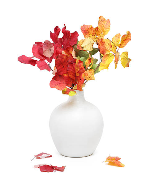 Rhus bouquet in white vase stock photo