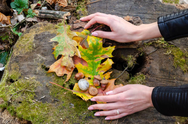 Autumn flat lay. Female hands, colorful maple leaves background. Top view. Season concept.