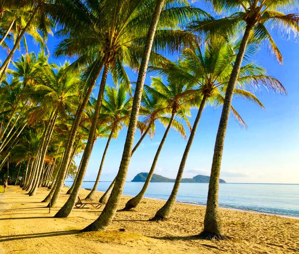 istock Incredible Palm Cove, Cairns Australia 1195222501