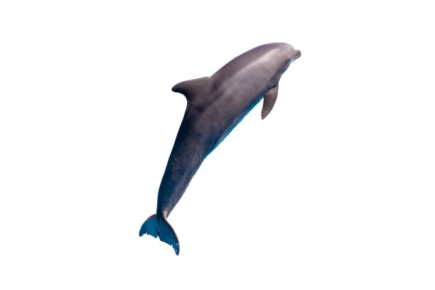 istock grey bottlenose dolphin isolated on white 1195224258