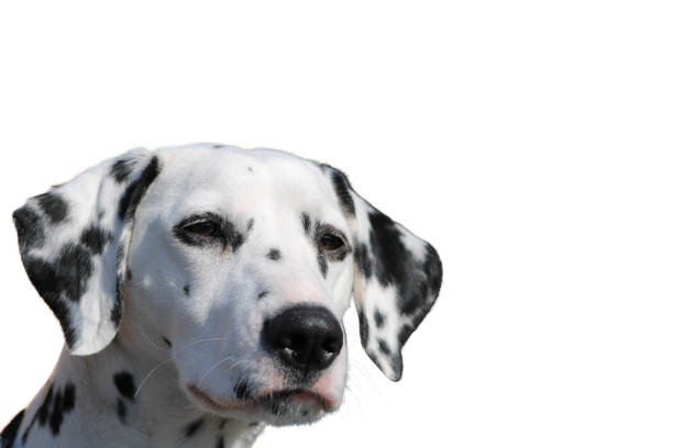 istock Dalmatian dog portrait isolated on a white background 1195224291