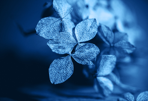 Classic Blue background. Color of the year 2020. Dry textured hydrangea petals.