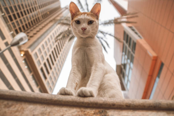 el increíble paisaje de la ciudad de dubái. rascacielos y lugares de interés - domestic cat city life animal pets fotografías e imágenes de stock