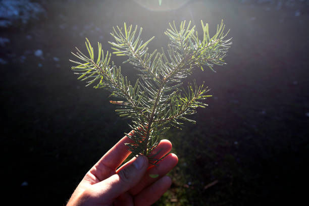 Pine leaf on the human hand with sunlight in forest.