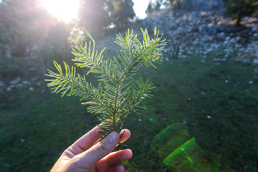 Pine leaf on the human hand with sunlight in forest.