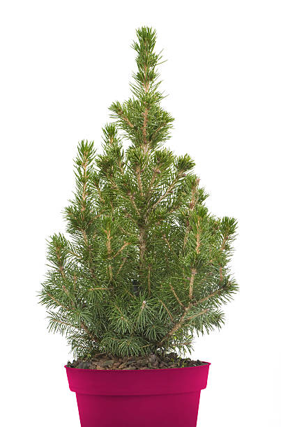 istock alive fir-tree in a red flower-pot 119522694