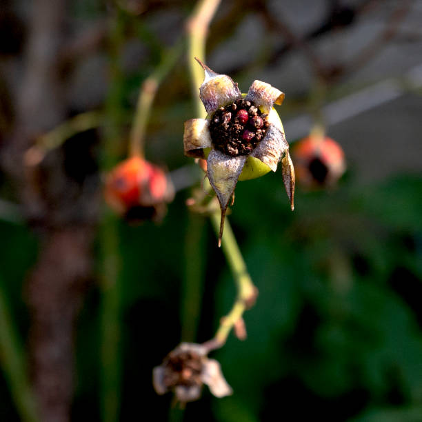 istock Close up of Rose Hips dried or withered 1195227477