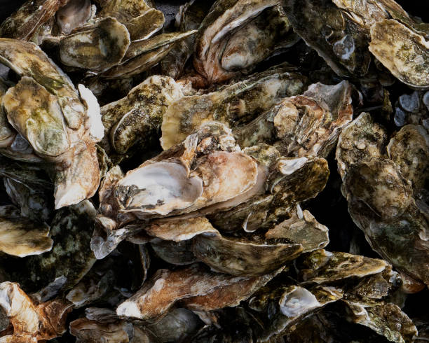 istock Raw Oyster Clusters from McClellanville South Carolina 1195228128