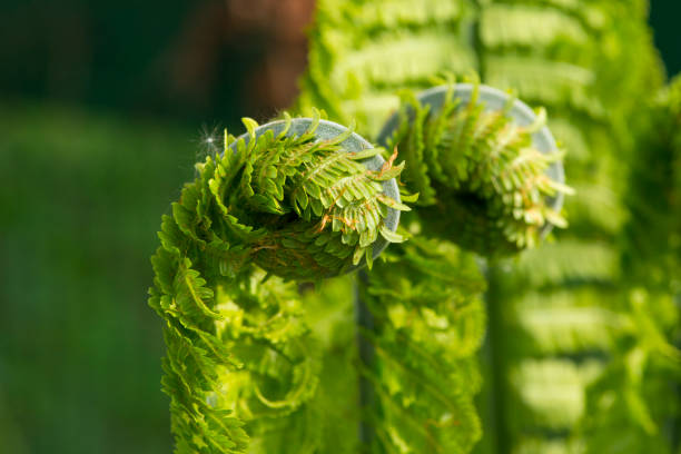istock Fern unfolds leaves in spring. 1195228293