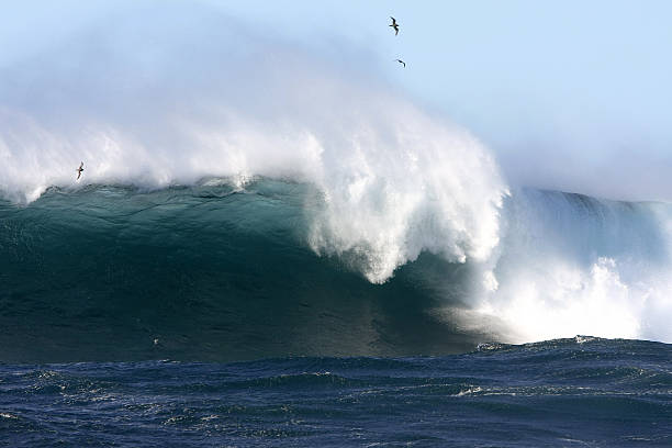 istock Giant surf and seabirds. 119522832