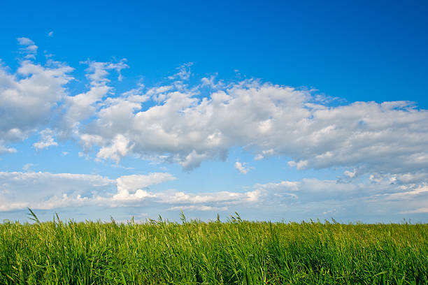 istock blue skies green filed 119523122
