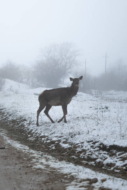 istock Deer in the winter landscape. Deer close up. Snowing 1195232012