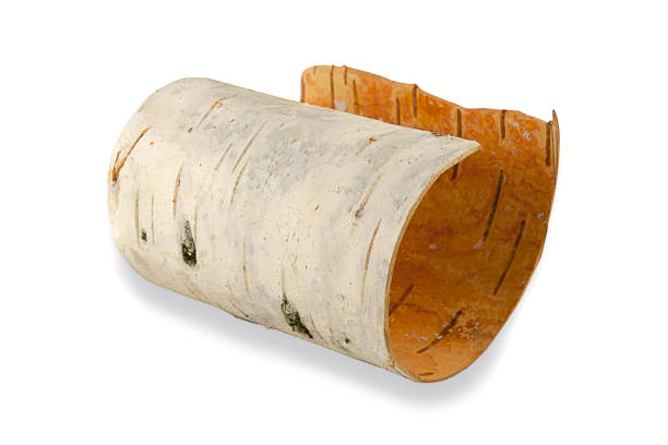 écorce de bouleau d'isolement sur un fond blanc avec l'ombre. rouleau d'écorce de bouleau enroulé sur un fond blanc. écorce de bouleau sur un fond blanc. écorce de bouleau isolée sur un fond blanc. - birch bark photos et images de collection