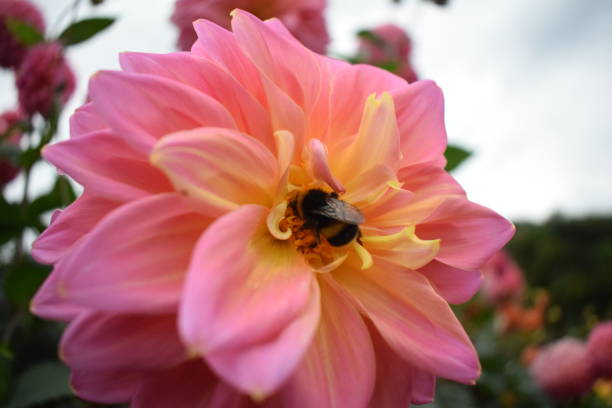 istock A Bee on a Pink Rose 1195232388