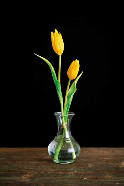 istock Yellow tulip flower on black background. 1195233563