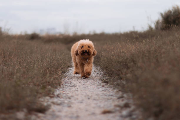 istock Pet Poodle Wandering in The Open Meadow Fields 1195234246