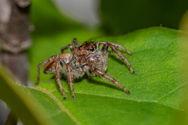 istock Close-up of a Jumping Spider over a Green Leaf (Jumping Spider/ Family Salticidae) 1195234422