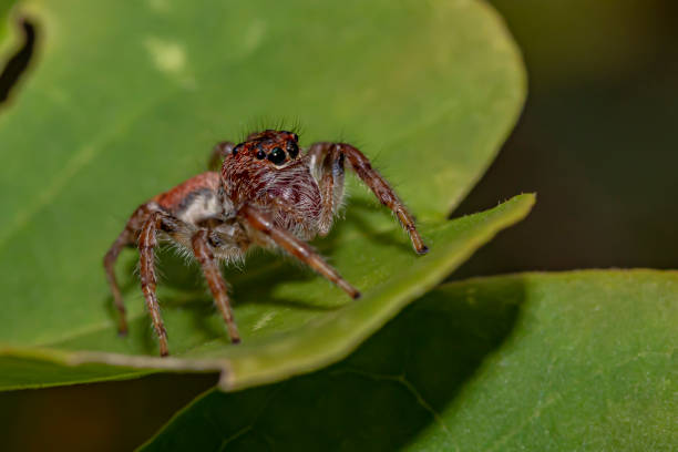 istock Close-up of a Jumping Spider over a Green Leaf (Jumping Spider/ Family Salticidae) 1195234777