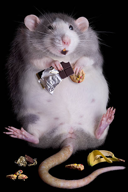Fat Rat Stock Photo - Download Image Now - Rat, Bizarre, Eating - iStock