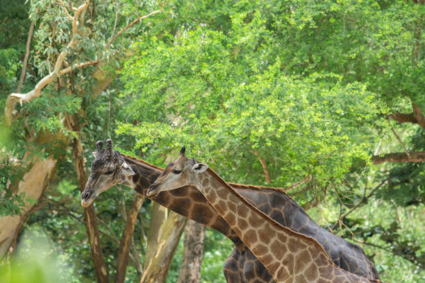 istock Two Giraffes, adult and juvenile giraffe under tree in forest 1195239006